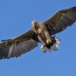Golden Eagles Set to Return to English Skies After 150 Years
